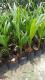 香水椰子苗