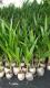 香水椰子苗